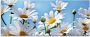 Artland Print op glas Bloemen margrieten in verschillende maten - Thumbnail 1