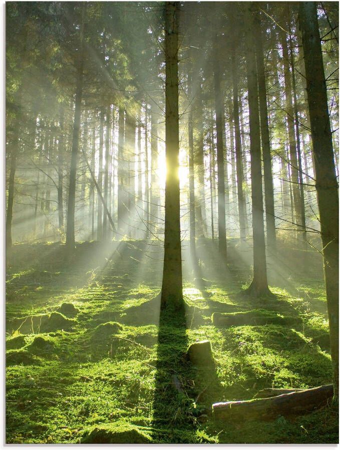 Artland Print op glas Bos in tegenlicht in verschillende maten