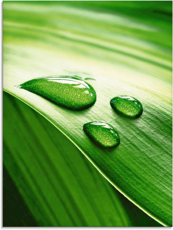 Artland Print op glas Close-up van een groen plantenblad
