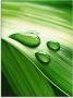 Artland Print op glas Close-up van een groen plantenblad - Thumbnail 1