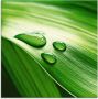 Artland Print op glas Close-up van een groen plantenblad - Thumbnail 1