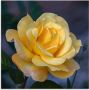Artland Print op glas Gele roos in verschillende maten - Thumbnail 1
