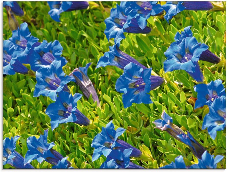 Artland Print op glas Gentiaan in verschillende maten