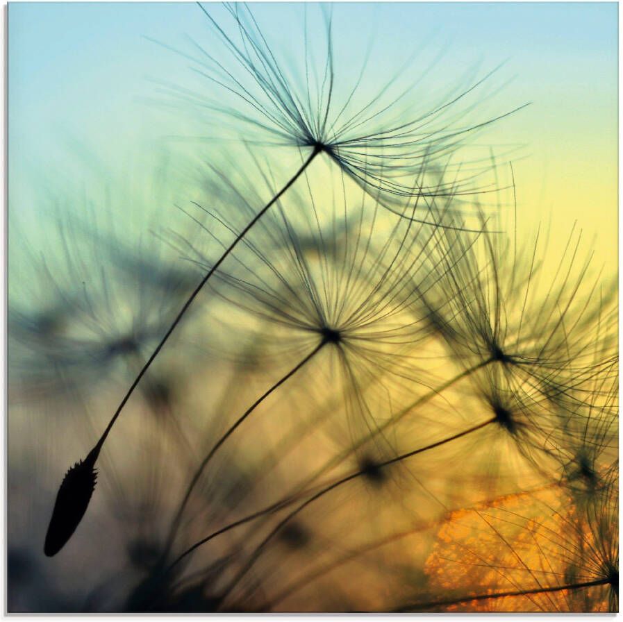 Artland Print op glas Gouden zonsondergang en paardenbloemen