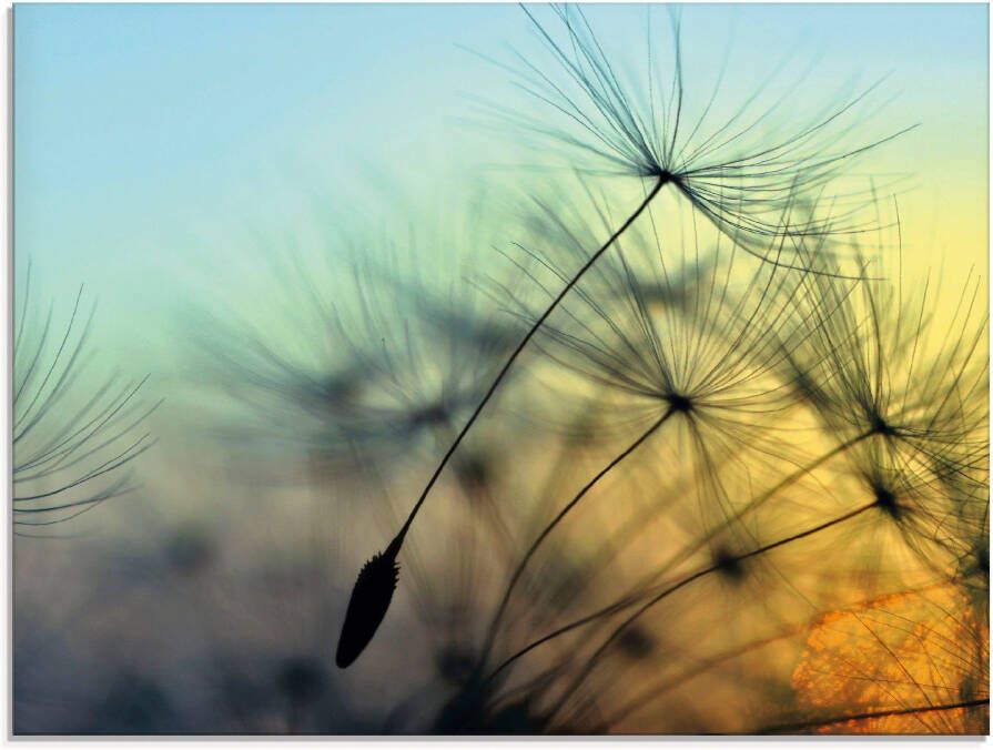 Artland Print op glas Gouden zonsondergang en paardenbloemen