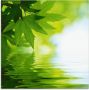 Artland Print op glas Groene blaadjes reflecteren in het water - Thumbnail 1