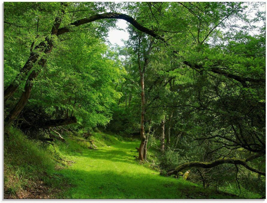 Artland Print op glas Groene weg door het bos