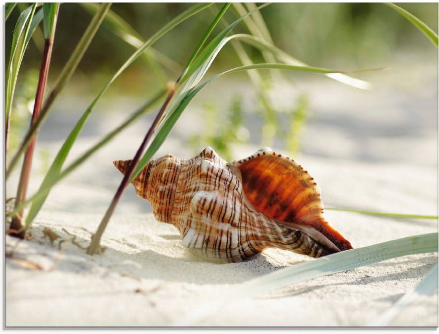 Artland Print op glas Grote schelp op het strand - Foto 1