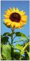 Artland Print op glas Grote zonnebloem in verschillende maten - Thumbnail 1