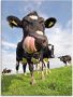 Artland Print op glas Holstein-koe met enorme tong - Thumbnail 1