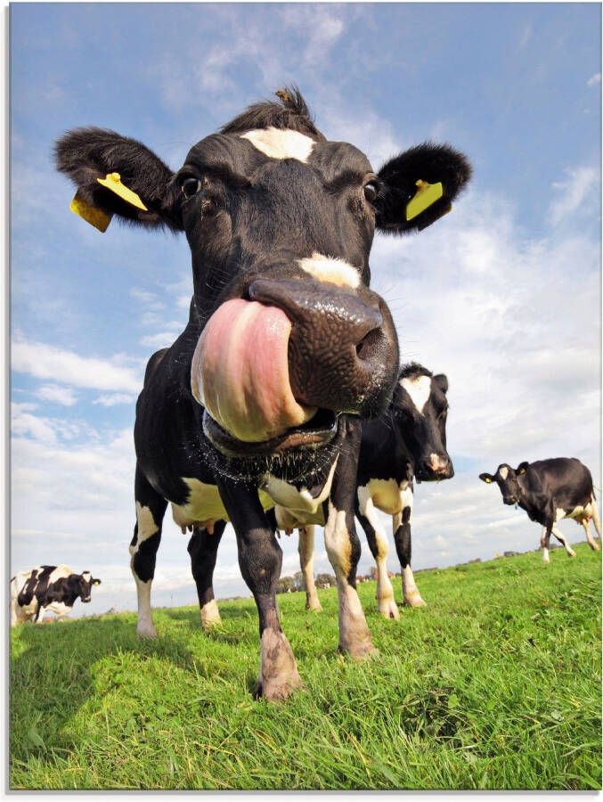 Artland Print op glas Holstein-koe met enorme tong