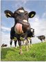 Artland Print op glas Holstein-koe met enorme tong - Thumbnail 1