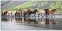 Artland Print op glas IJslandse paarden XIV in verschillende maten - Thumbnail 1