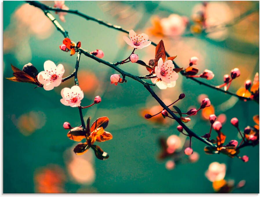 Artland Print op glas Japanse kers Sakura bloemen