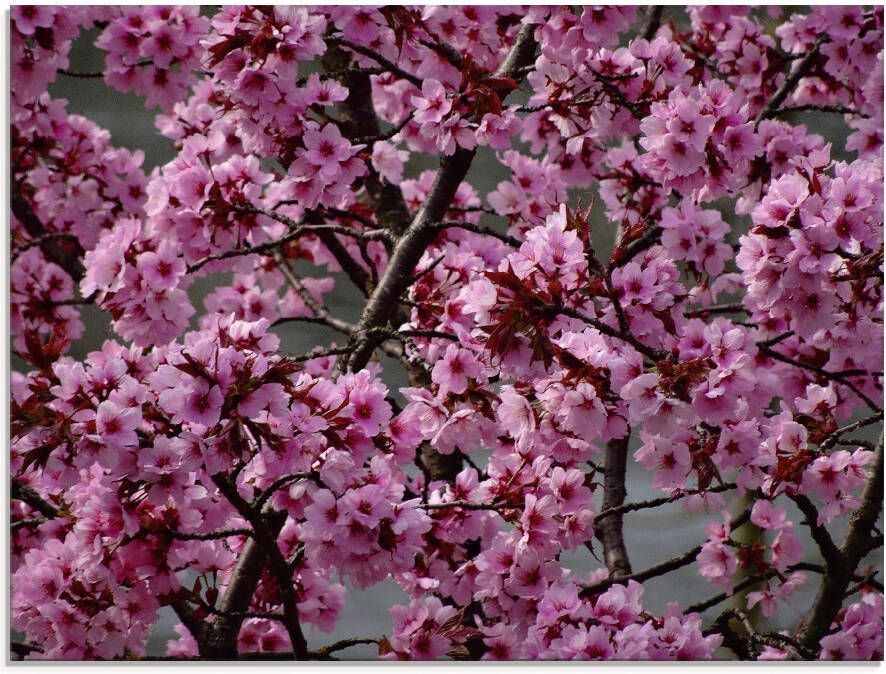 Artland Print op glas Japanse sierkersen bloem