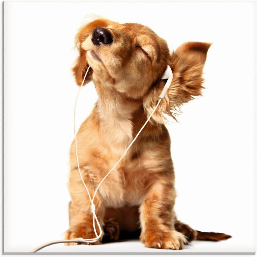 Artland Print op glas Jonge hond die naar muziek door hoofdtelefoon luistert
