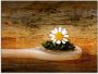 Artland Print op glas Kamille in verschillende maten - Thumbnail 1