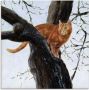 Artland Print op glas Kat in boom in verschillende maten - Thumbnail 1