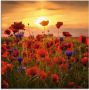Artland Print op glas Klaprozen in het avondlicht - Thumbnail 1