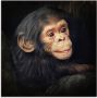 Artland Print op glas Kleine chimpansee in verschillende maten - Thumbnail 1