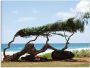 Artland Print op glas Landschap Hawaï in verschillende maten - Thumbnail 1