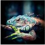 Artland Print op glas Leguaan in verschillende maten - Thumbnail 1