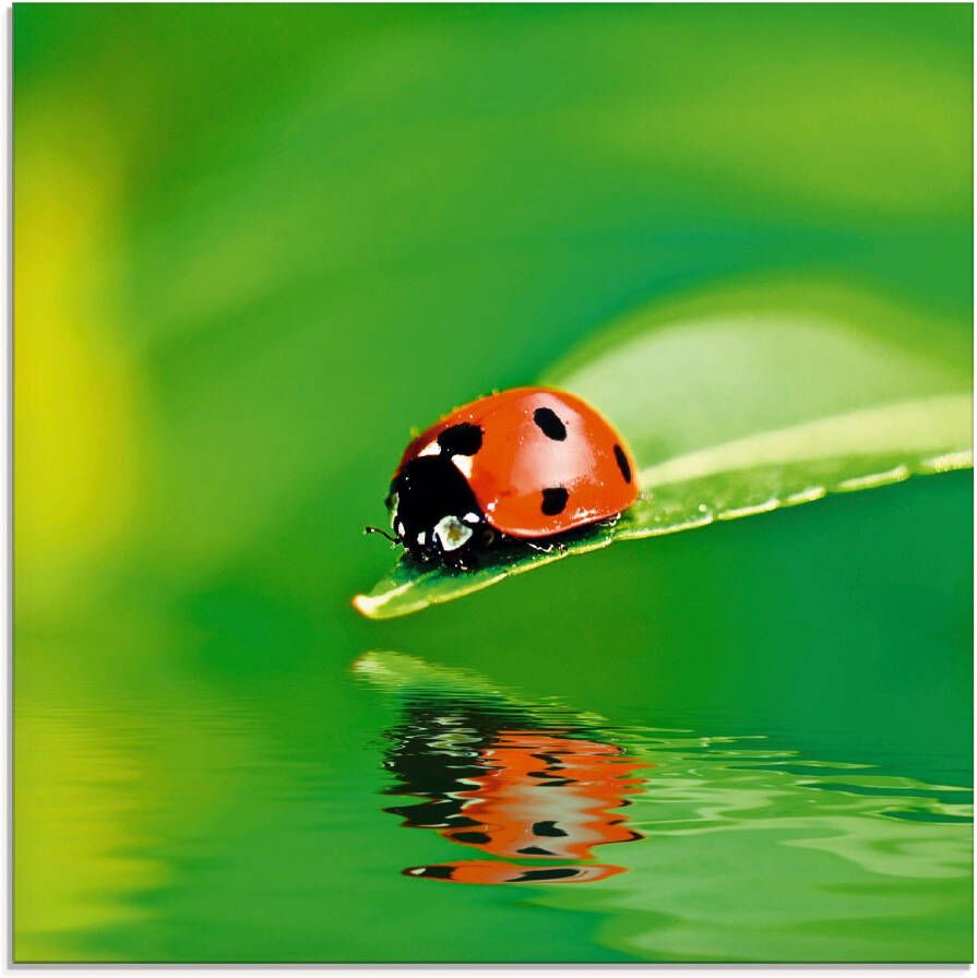 Artland Print op glas Lieveheersbeestje op een blad