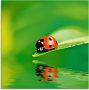 Artland Print op glas Lieveheersbeestje op een blad - Thumbnail 1