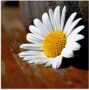 Artland Print op glas Margrieten stilleven in verschillende maten - Thumbnail 1