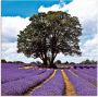 Artland Print op glas Mooi lavendelveld in de zomer - Thumbnail 1