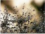 Artland Print op glas Natte paardenbloem in verschillende maten - Thumbnail 1