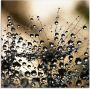 Artland Print op glas Natte paardenbloem in verschillende maten - Thumbnail 1
