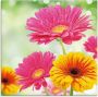 Artland Print op glas Natuurlijke romantiek Gerberas - Thumbnail 1