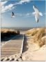 Artland Print op glas Noordzeestrand op Langeoog met meeuwen - Thumbnail 1