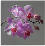 Artland Print op glas Orchideeën Droom in verschillende maten - Thumbnail 1