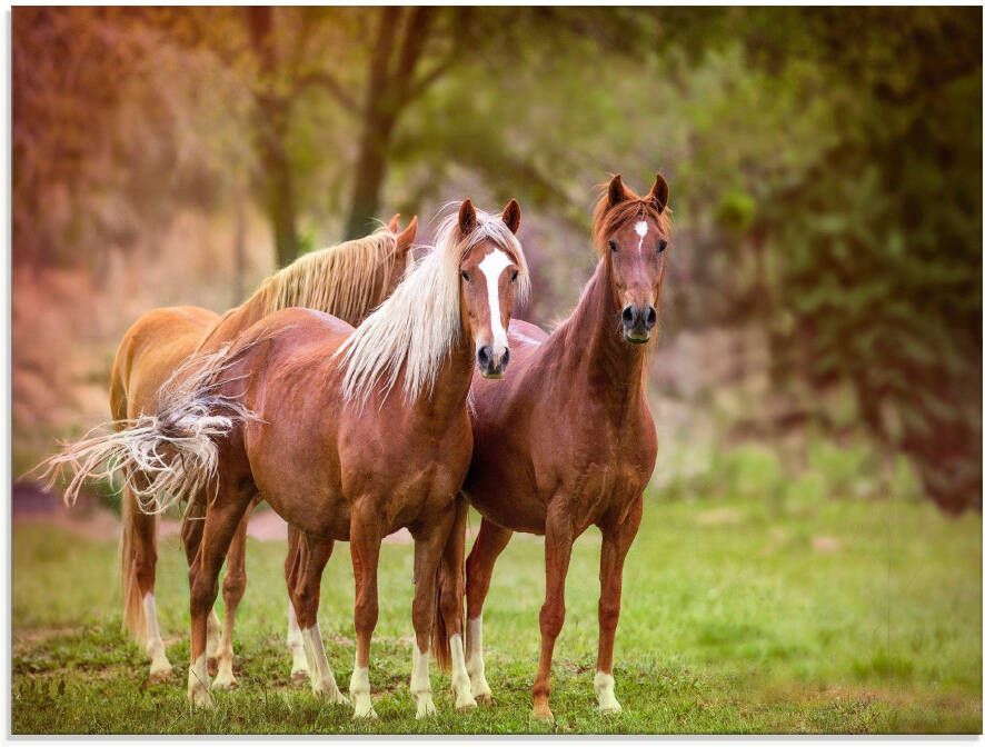 Artland Print op glas Paarden in de velden I - Foto 1