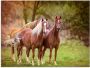 Artland Print op glas Paarden in de velden I - Thumbnail 1