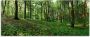 Artland Print op glas Panorama van een groen zomerbos - Thumbnail 1