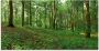 Artland Print op glas Panorama van een groen zomerbos - Thumbnail 1