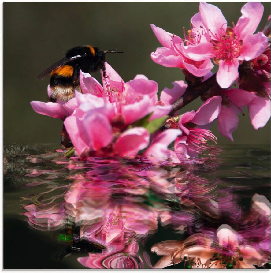 Artland Print op glas Perzikbloesem met hommel