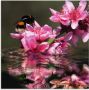 Artland Print op glas Perzikbloesem met hommel - Thumbnail 1