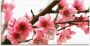 Artland Print op glas Perzikbloesem reflecteert op het water - Thumbnail 1