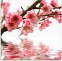 Artland Print op glas Perzikbloesem reflecteert op het water - Thumbnail 1