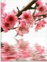 Artland Print op glas Perzikbloesem reflecteert op het water - Thumbnail 1
