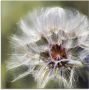 Artland Print op glas Pluizenbol II in verschillende maten - Thumbnail 1