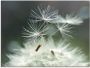 Artland Print op glas Pluizenbol Facility in verschillende maten - Thumbnail 1
