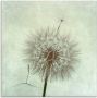 Artland Print op glas Pluizenbol II in verschillende maten - Thumbnail 1