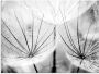 Artland Print op glas Pluizenbol in zwart-wit - Thumbnail 1