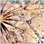 Artland Print op glas Pluizenbol Kisses from rain - Thumbnail 1