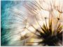 Artland Print op glas Pluizenbol macro abstract - Thumbnail 1